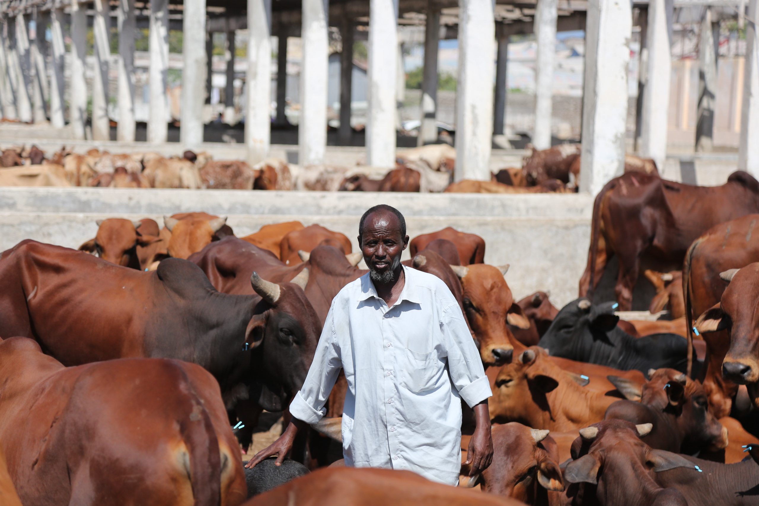 Copy-of-2017_03_14_Cattle_Exportataion-7-scaled